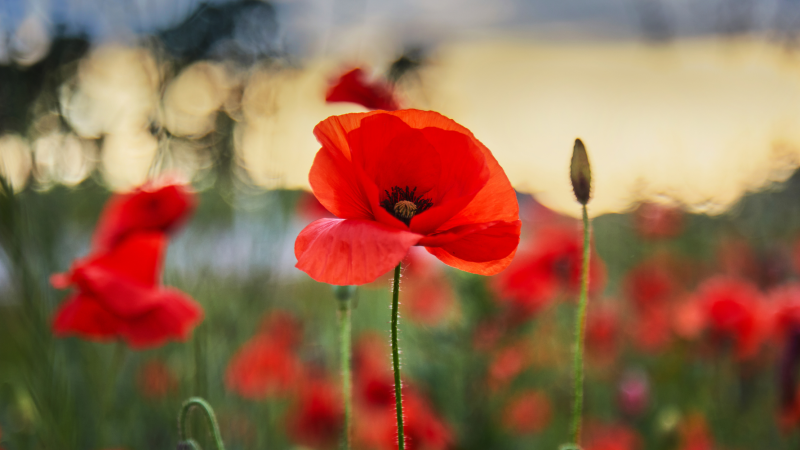 ANZAC day 2025