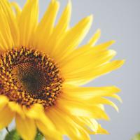 sunshine