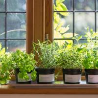 It’s easy to start a herb garden on your windowsill