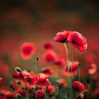 anzac day 2022