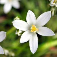 Batch flower