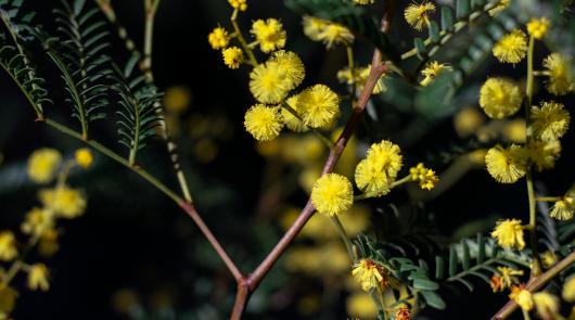 April Wattle Day 