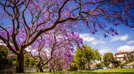 Australia Spring Jacaranda Bloom good mood