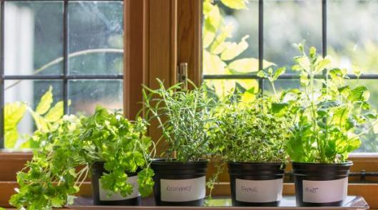 It’s easy to start a herb garden on your windowsill
