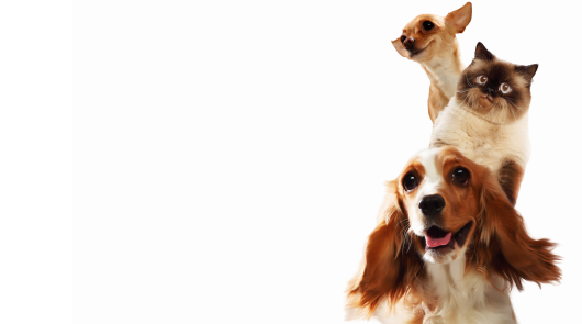 Pets good for mental health